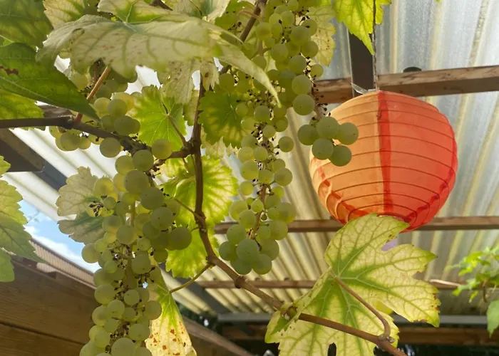 Homestay szállás Oaz Ehingen