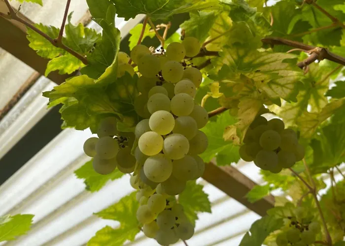 Homestay szállás Oaz